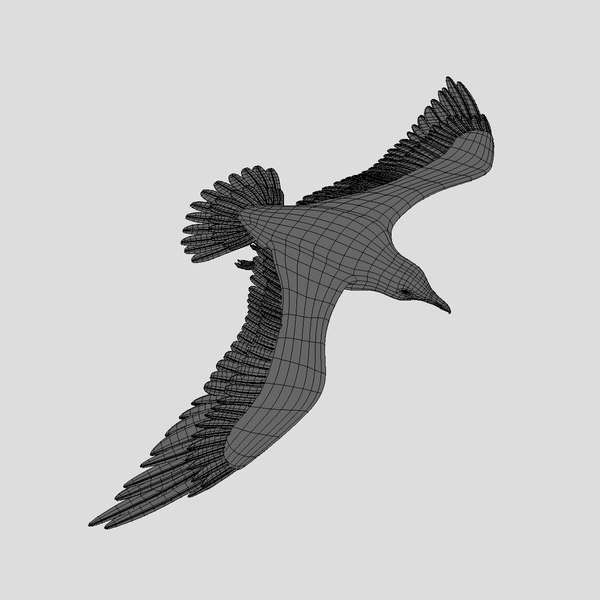 seagull animator ma
