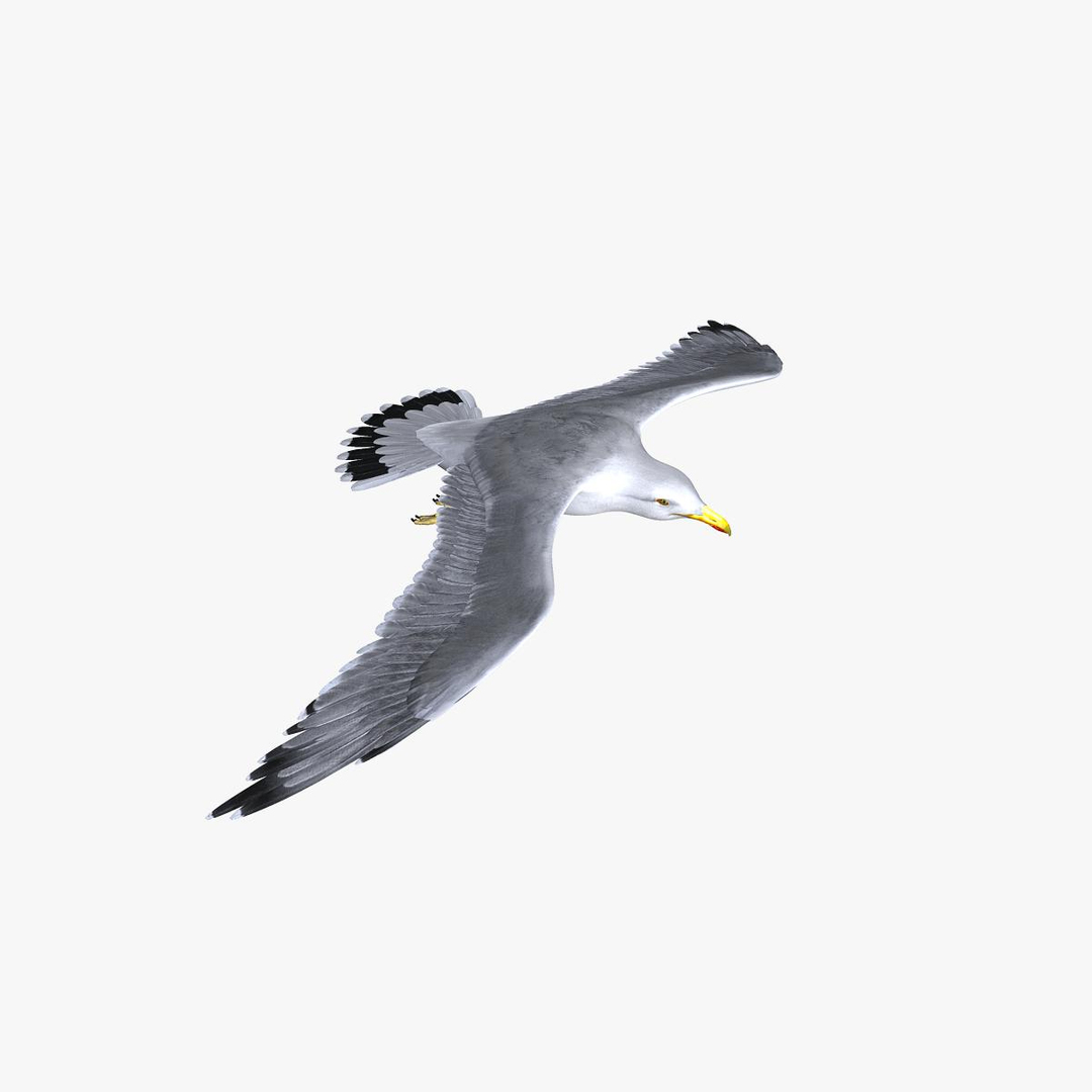 seagull animator ma https://p.turbosquid.com/ts-thumb/Z7/72Fxvr/76Psbl1r/turn/jpg/1327429855/1920x1080/turn_fit_q99/aaa6572d70666870fbafe03b2820accdfa3b15d2/turn-1.jpg