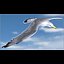 Seagull (ANIMATED)