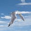 Seagull (ANIMATED)