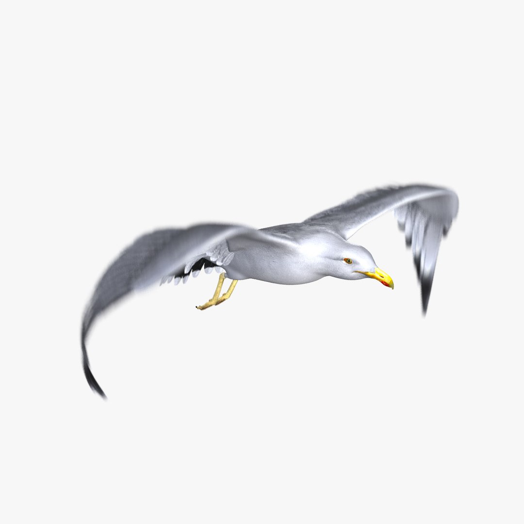 seagull animator ma https://p.turbosquid.com/ts-thumb/Z7/72Fxvr/O4r2UKAW/4/jpg/1327421844/1920x1080/fit_q87/4668912b6fe2f36d1d326743e7e4865e77ddea36/4.jpg