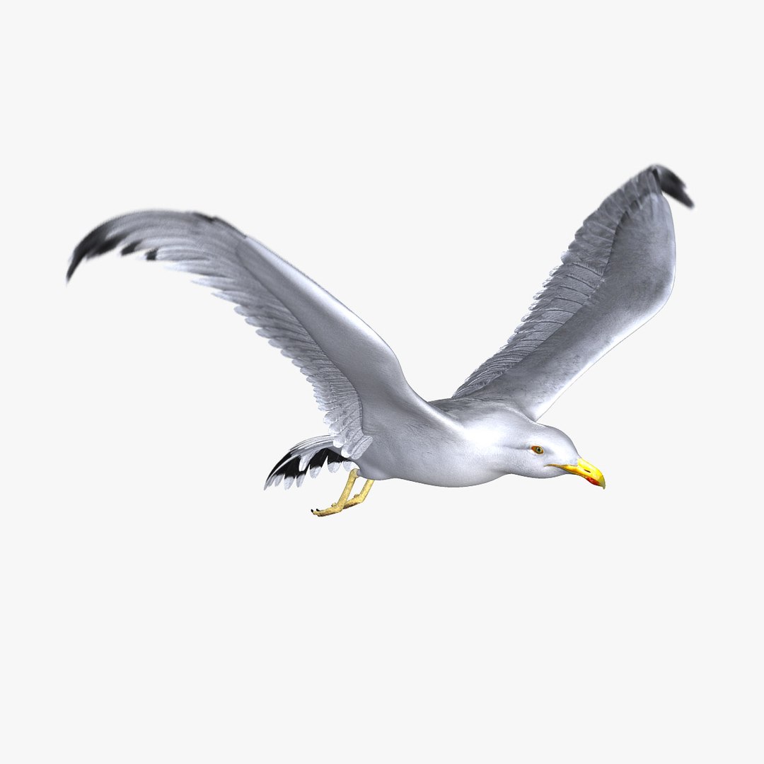 seagull animator ma https://p.turbosquid.com/ts-thumb/Z7/72Fxvr/P6oZJ3KM/3/jpg/1327421844/1920x1080/fit_q87/0f2ce5cea68db5cec3464030b2cd9255435f2adf/3.jpg