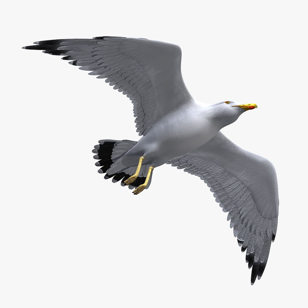 seagull animator ma https://p.turbosquid.com/ts-thumb/Z7/72Fxvr/UZfK6cA9/hd4/jpg/1327422479/1920x1080/fit_q87/6be914e8280fdcac7e904f98a0a7d337bcbdf38a/hd4.jpg