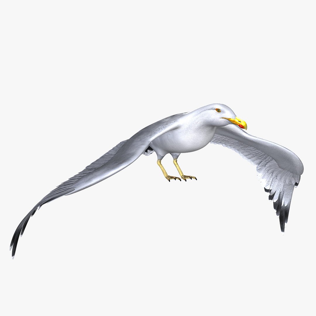 seagull animator ma https://p.turbosquid.com/ts-thumb/Z7/72Fxvr/iWK8LBIg/6/jpg/1327423500/1920x1080/fit_q87/3396ba9008116841d363bb474bb5aefa36e6bfa2/6.jpg