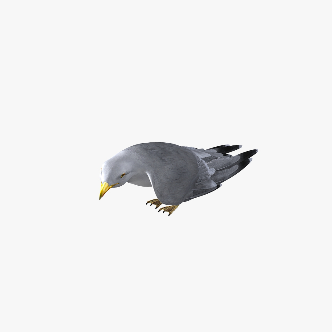 seagull animator ma https://p.turbosquid.com/ts-thumb/Z7/72Fxvr/pVzbvmrJ/1/jpg/1327423796/1920x1080/turn_fit_q99/9e0fc2608df1751923073a67faa21ceb2f6d5a78/1-1.jpg