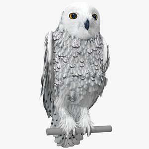 Snowy Owl Pose 2