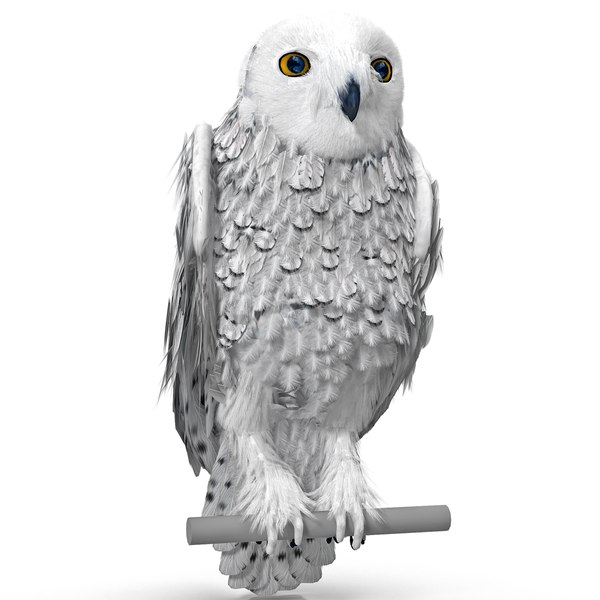 3dsmax snowy owl pose 2