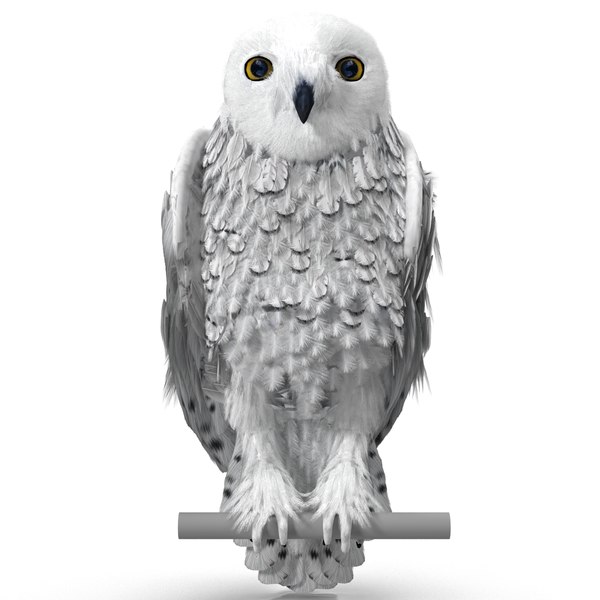 3dsmax Snowy Owl Pose 2