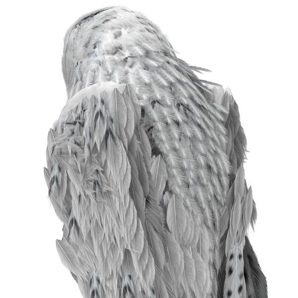 3dsmax snowy owl pose 2