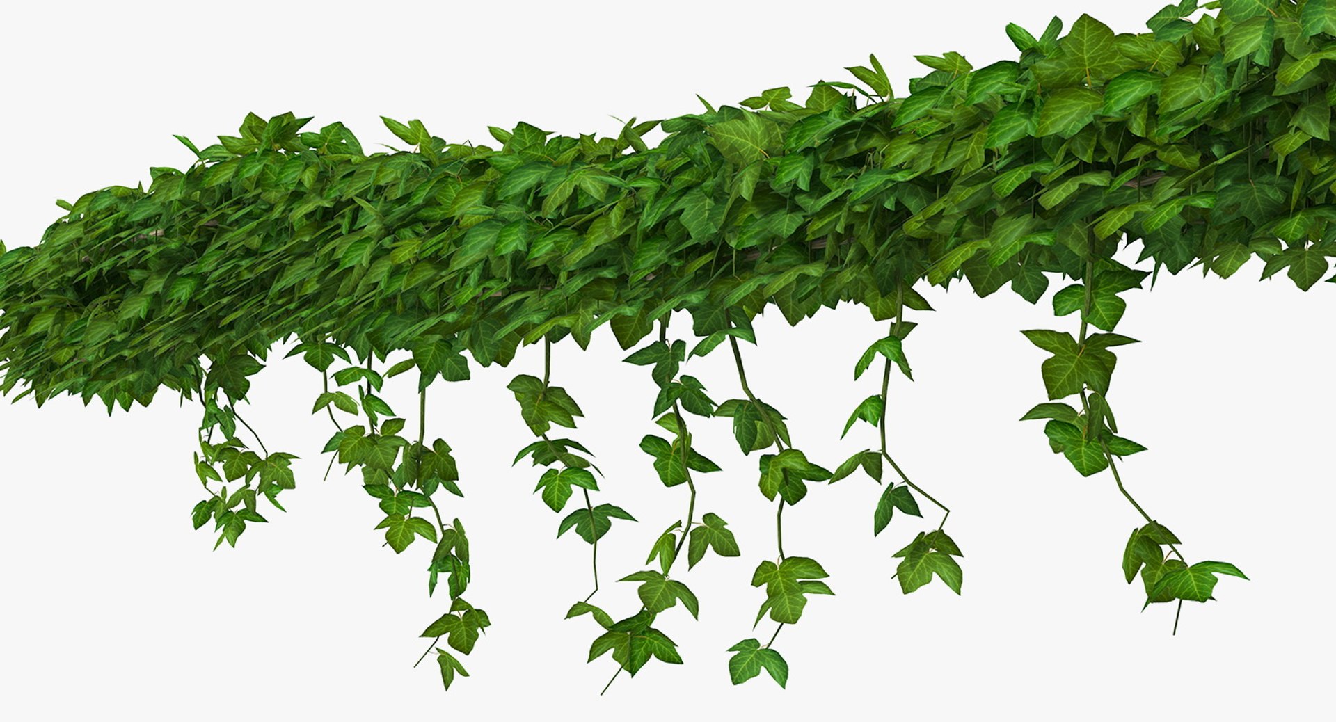 Ivy Shrub 3D Model 3D model preview