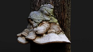 mushroom tree growth PBR photogrammetry