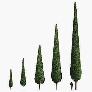 Cypresses 5-20 meters model