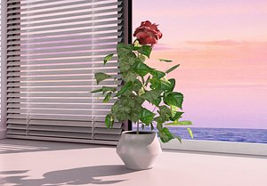 hibiscus small tree