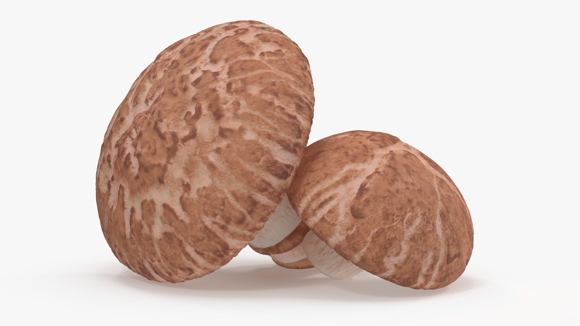 3D Edible Mushrooms Collection 2 model https://p.turbosquid.com/ts-thumb/Z7/aco0ql/sJ/edible_mushrooms_collection_2_014/jpg/1717935584/1920x1080/fit_q87/4b5a888b3ce47b14e4b5972dca7c106b58114fae/edible_mushrooms_collection_2_014.jpg