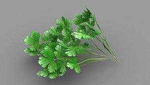 Coriander Leaves