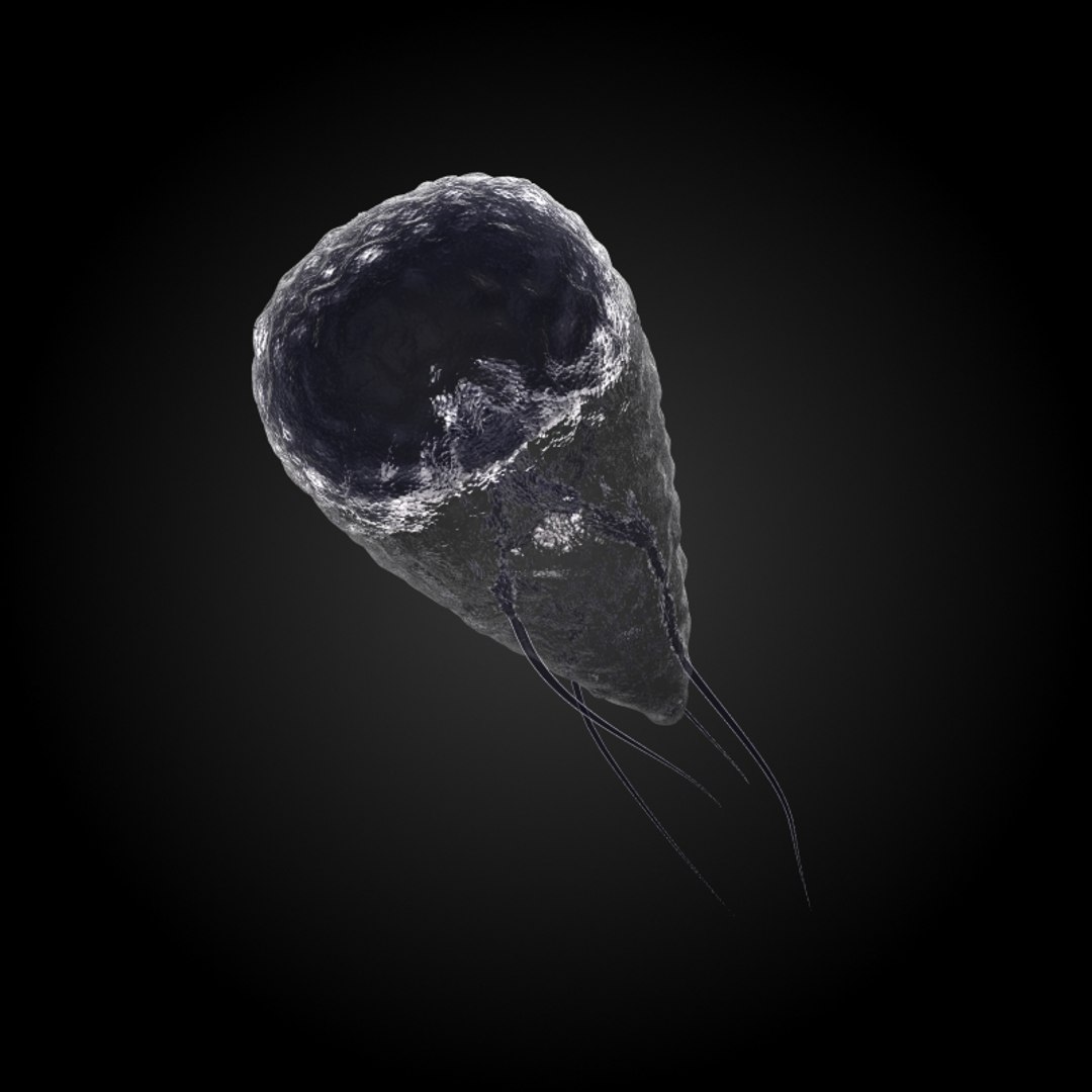 3ds max 75 microbes micro https://p.turbosquid.com/ts-thumb/Z7/v58bAx/2ZRtLtYj/giardiagiardialamblia/jpg/1323766627/1920x1080/fit_q87/62f729142c9257898ed78aef21e243339b74b750/giardiagiardialamblia.jpg