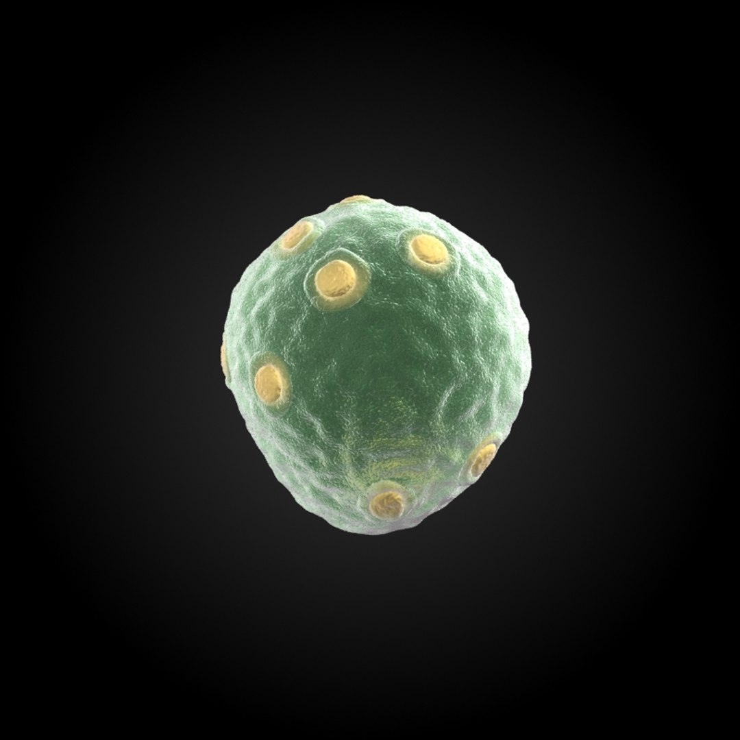 3ds max 75 microbes micro https://p.turbosquid.com/ts-thumb/Z7/v58bAx/ILpcKoLW/yeastsaccharomycescerevisiae/jpg/1323766781/1920x1080/fit_q87/1de8f897f534640283aee11f834ef180d4c3663f/yeastsaccharomycescerevisiae.jpg