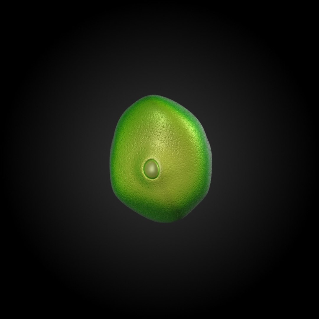 3ds max 75 microbes micro https://p.turbosquid.com/ts-thumb/Z7/v58bAx/LbM3oJyt/allergicrhinitispollenosis/jpg/1323766627/1920x1080/fit_q87/47f8d2e2c18cb15a6ea0e588c09b3fbfcf6d8ee2/allergicrhinitispollenosis.jpg