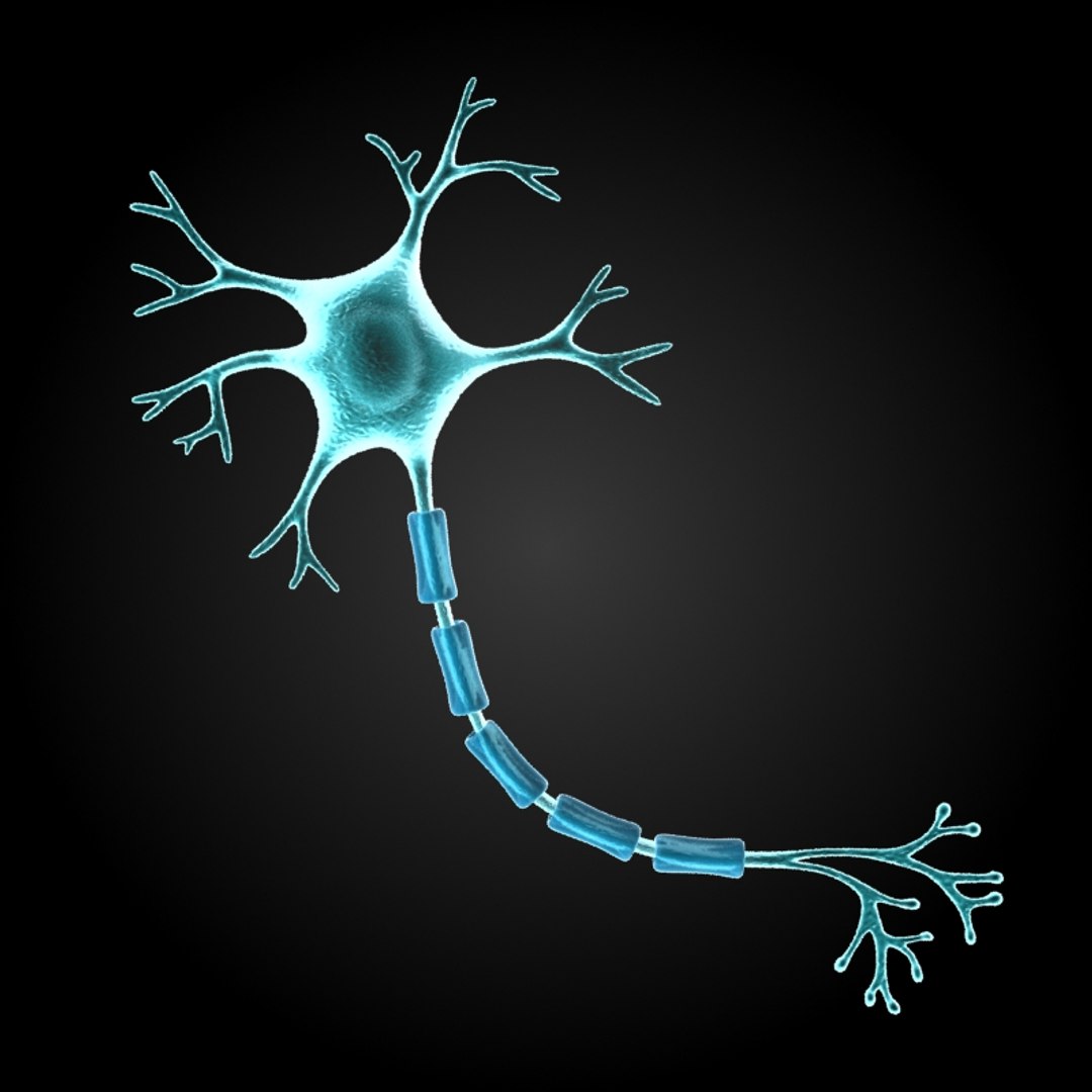 3ds max 75 microbes micro https://p.turbosquid.com/ts-thumb/Z7/v58bAx/MIIOpoK4/nervecellneuron/jpg/1323766627/1920x1080/fit_q87/41924e7657162139f68698043014972313b84c3c/nervecellneuron.jpg