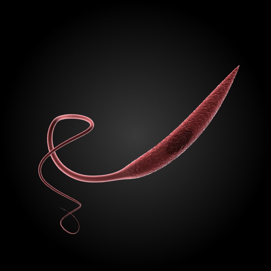 3ds max 75 microbes micro https://p.turbosquid.com/ts-thumb/Z7/v58bAx/UMWdE9wY/leishmanialeishmaniatropica/jpg/1323766627/1920x1080/fit_q87/fa326cf9821f2326ef4d1380160c0bd51362c2c5/leishmanialeishmaniatropica.jpg