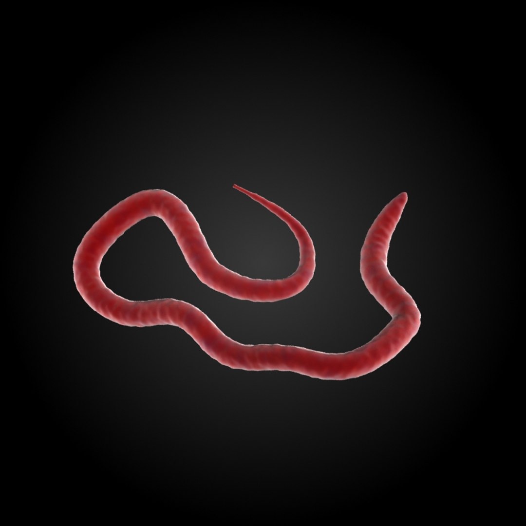 3ds max 75 microbes micro https://p.turbosquid.com/ts-thumb/Z7/v58bAx/WLh5tTAH/heartwormdirofilariaimmitis/jpg/1323766627/1920x1080/fit_q87/a3ab278e09d1a5a8818b8654e3929ae7565762f4/heartwormdirofilariaimmitis.jpg