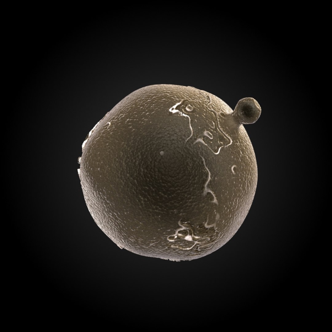 3ds max 75 microbes micro https://p.turbosquid.com/ts-thumb/Z7/v58bAx/ahb0eiSx/fatcelladipocyte/jpg/1323766627/1920x1080/fit_q87/f5f91d0b2a7b88b6c65fc80a3055e93329775268/fatcelladipocyte.jpg