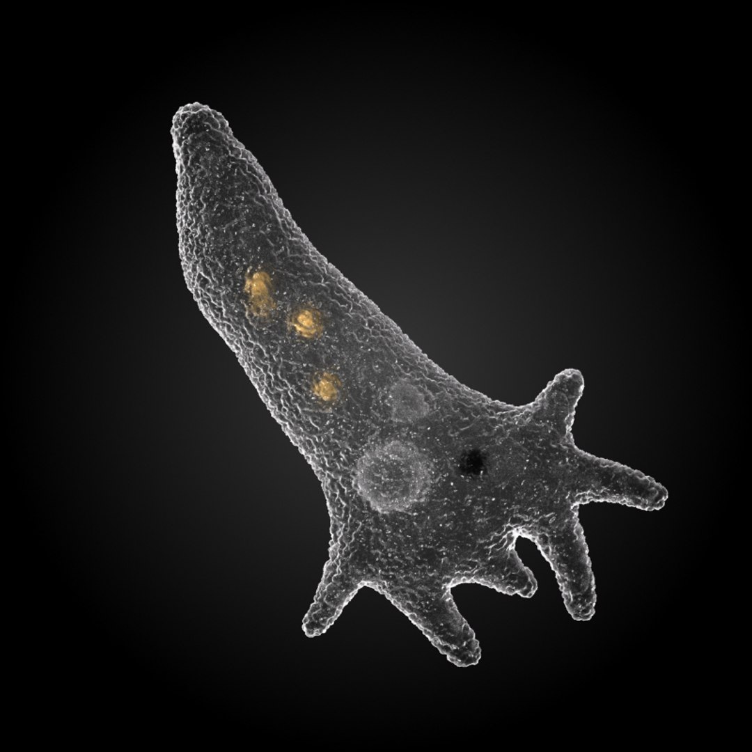 3ds max 75 microbes micro https://p.turbosquid.com/ts-thumb/Z7/v58bAx/eNSL5x8D/amoebaamoebaproteus/jpg/1323766627/1920x1080/fit_q87/55215d1d3fd54dd053ee7cc005cba1177883f40b/amoebaamoebaproteus.jpg