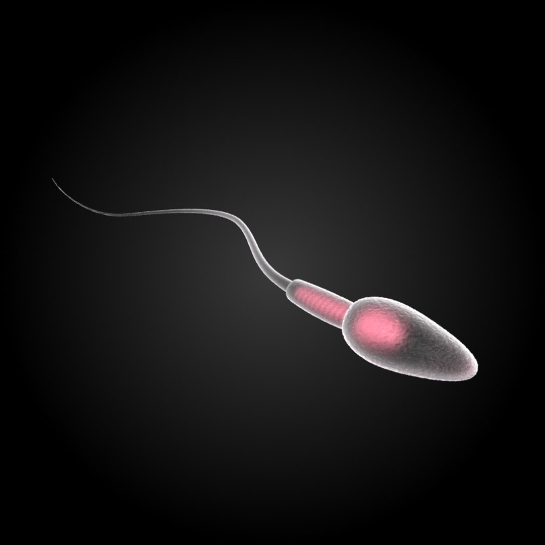 3ds max 75 microbes micro https://p.turbosquid.com/ts-thumb/Z7/v58bAx/oxNiUbNv/spermcellspermatozoon/jpg/1323766780/1920x1080/fit_q87/1f88adab9a50d1732fff5f7900227a828fdbaf8d/spermcellspermatozoon.jpg