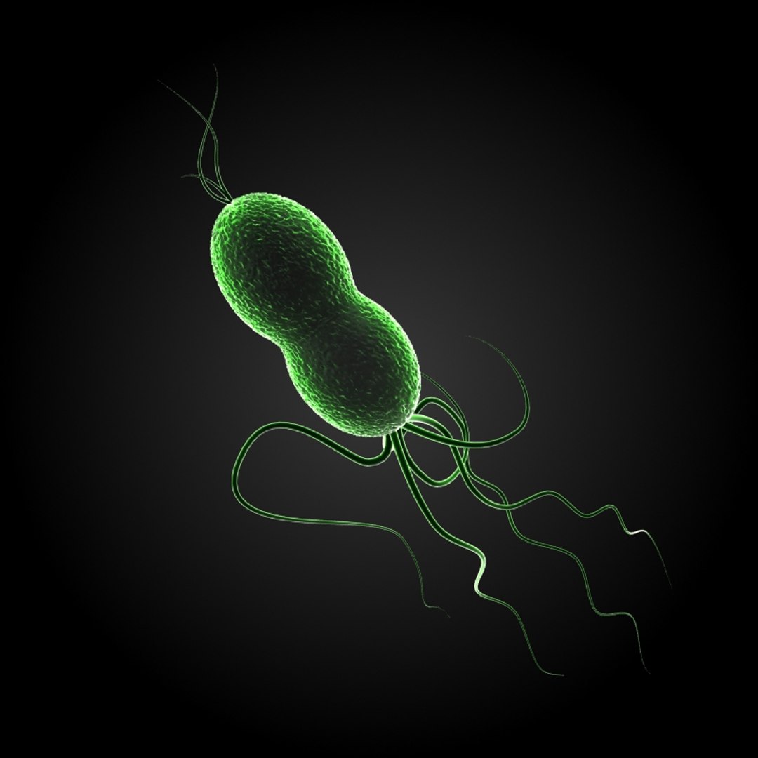 3ds max 75 microbes micro https://p.turbosquid.com/ts-thumb/Z7/v58bAx/qosKNZhZ/salmonellasalmonellatyphimurium/jpg/1323766780/1920x1080/fit_q87/89607e5b8c48213d8c414186d89a1233ee75d069/salmonellasalmonellatyphimurium.jpg