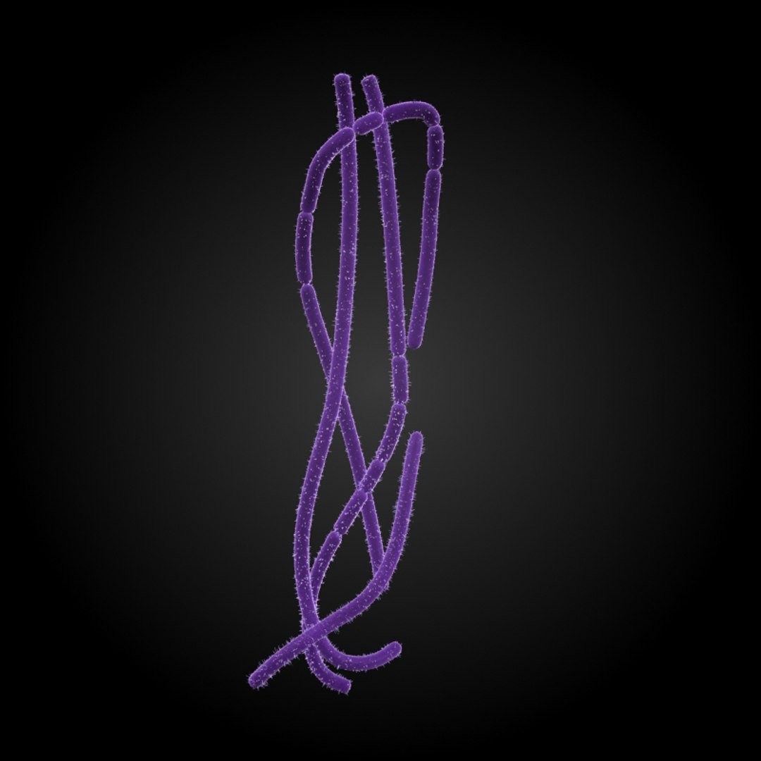 3ds max 75 microbes micro https://p.turbosquid.com/ts-thumb/Z7/v58bAx/yDOyp6Vp/anthraxbacillusanthracis/jpg/1323766627/1920x1080/fit_q87/ac2c527b948a4d18c06fa7dee351c5607585cdcc/anthraxbacillusanthracis.jpg