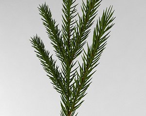 Spruce branches