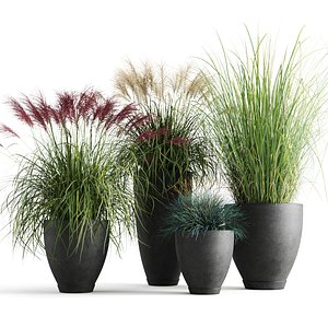 Decorative Cereals In Planters