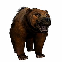 Bear_PTH