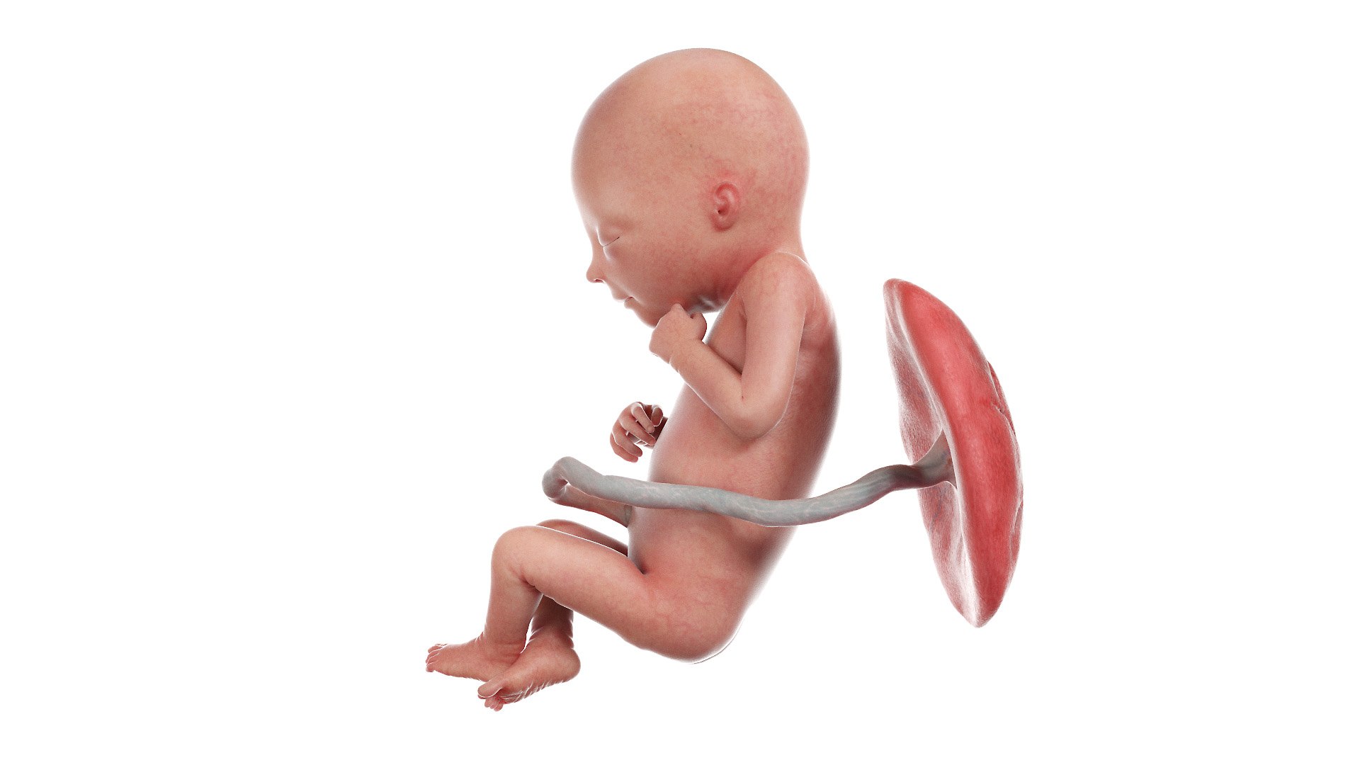 Fetus Anatomy Week 18 Animated 3D - TurboSquid 1811017