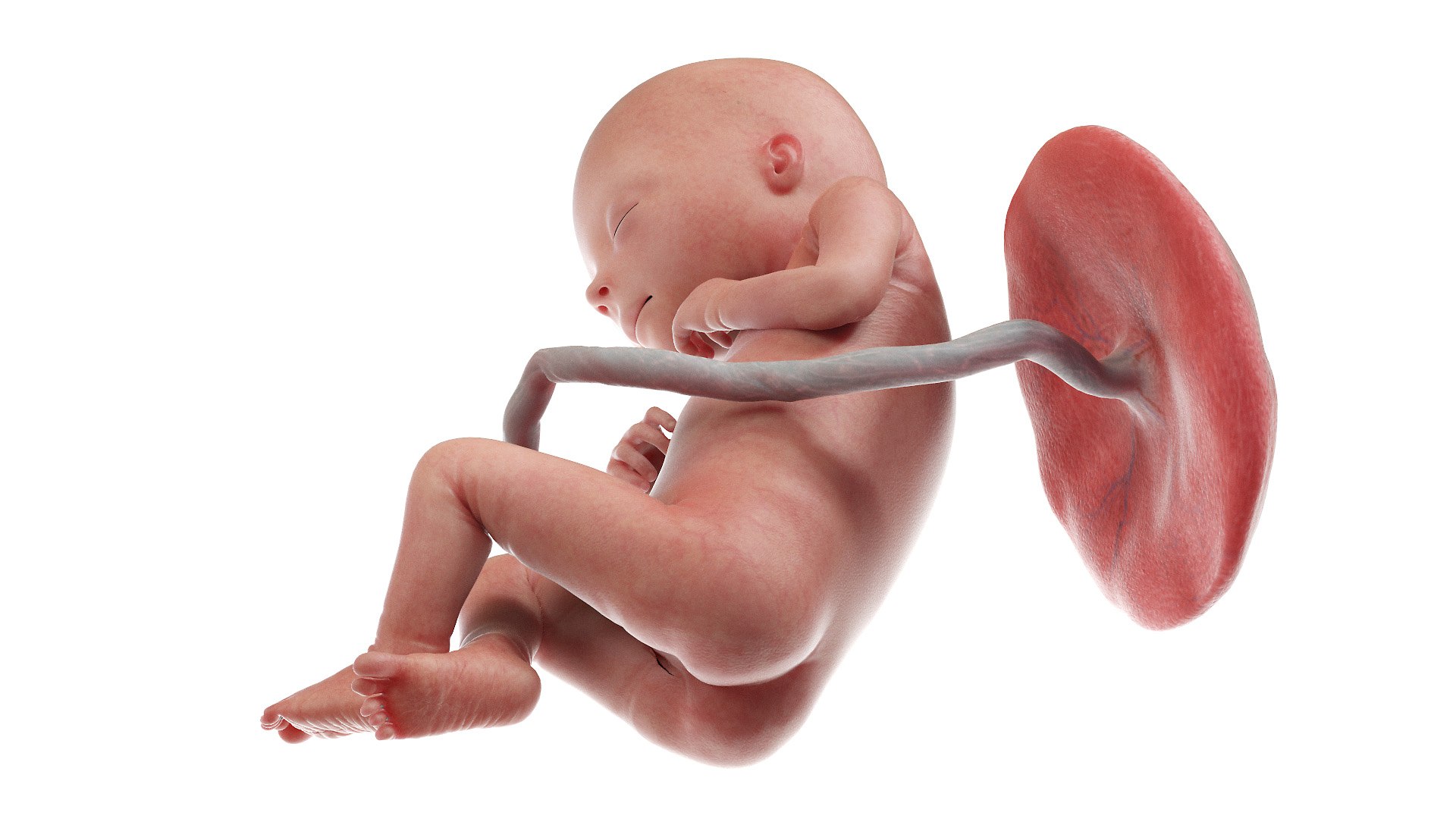 Fetus Anatomy Week 18 Animated 3D - TurboSquid 1811017