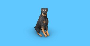 Rottweiler Dog