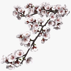 Cherry Branch with White Flowers