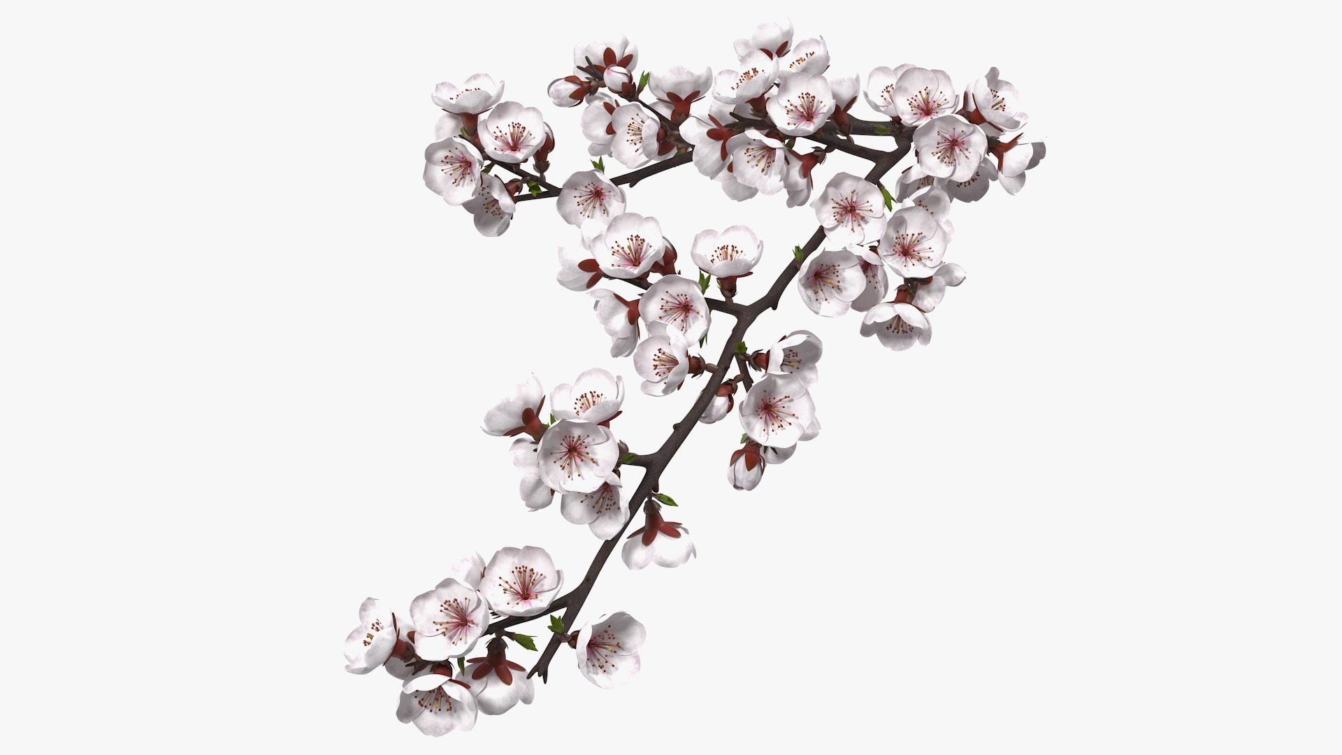 Cherry Branch with White Flowers 3D model preview