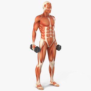 3D Anatomy Male Muscular System Biceps Curls Animated Rigged