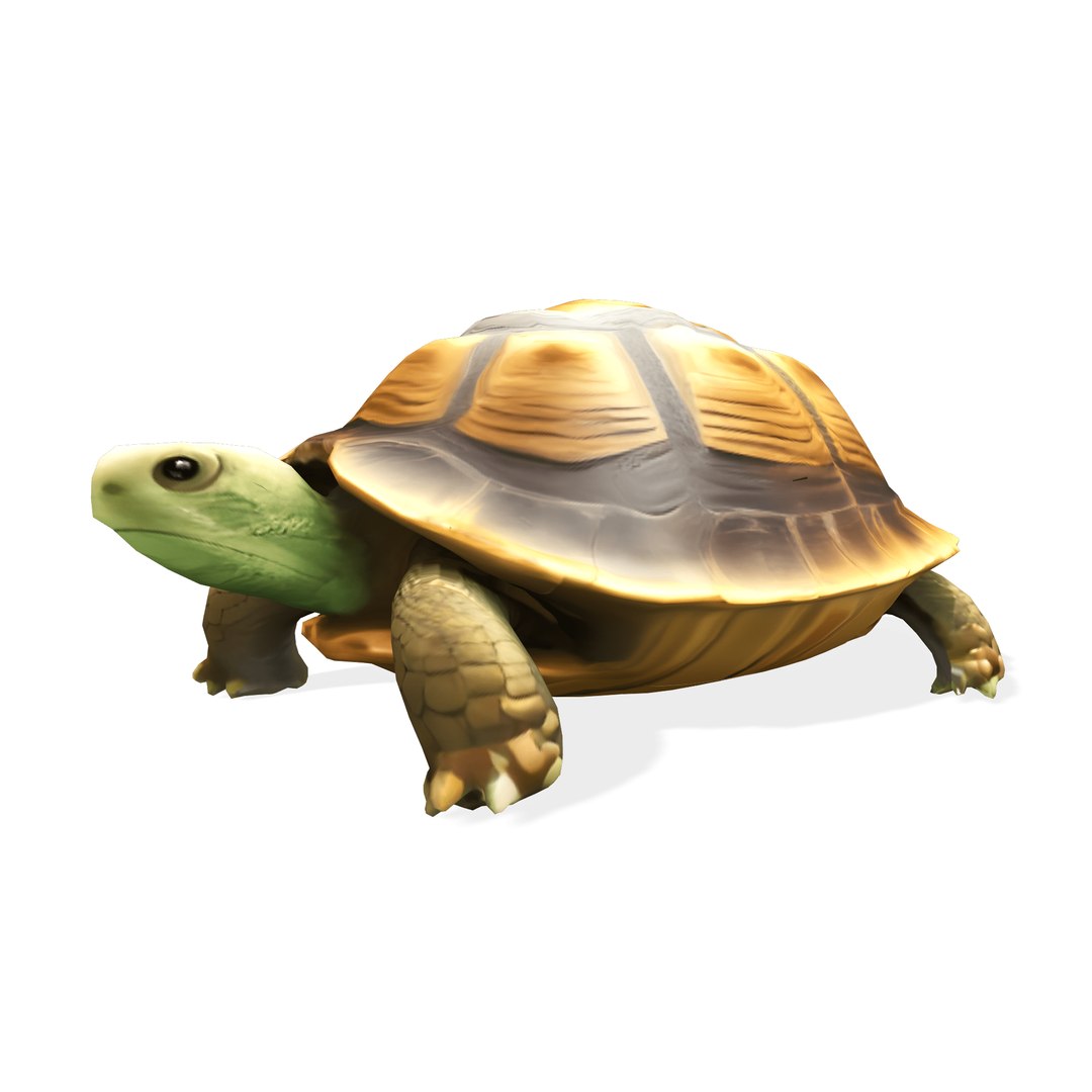 Stylized Tortoise 3D - TurboSquid 2324792