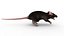 Ratto