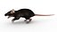 Ratto