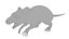 Ratto