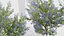 Californian lilac  Ceanothus spp