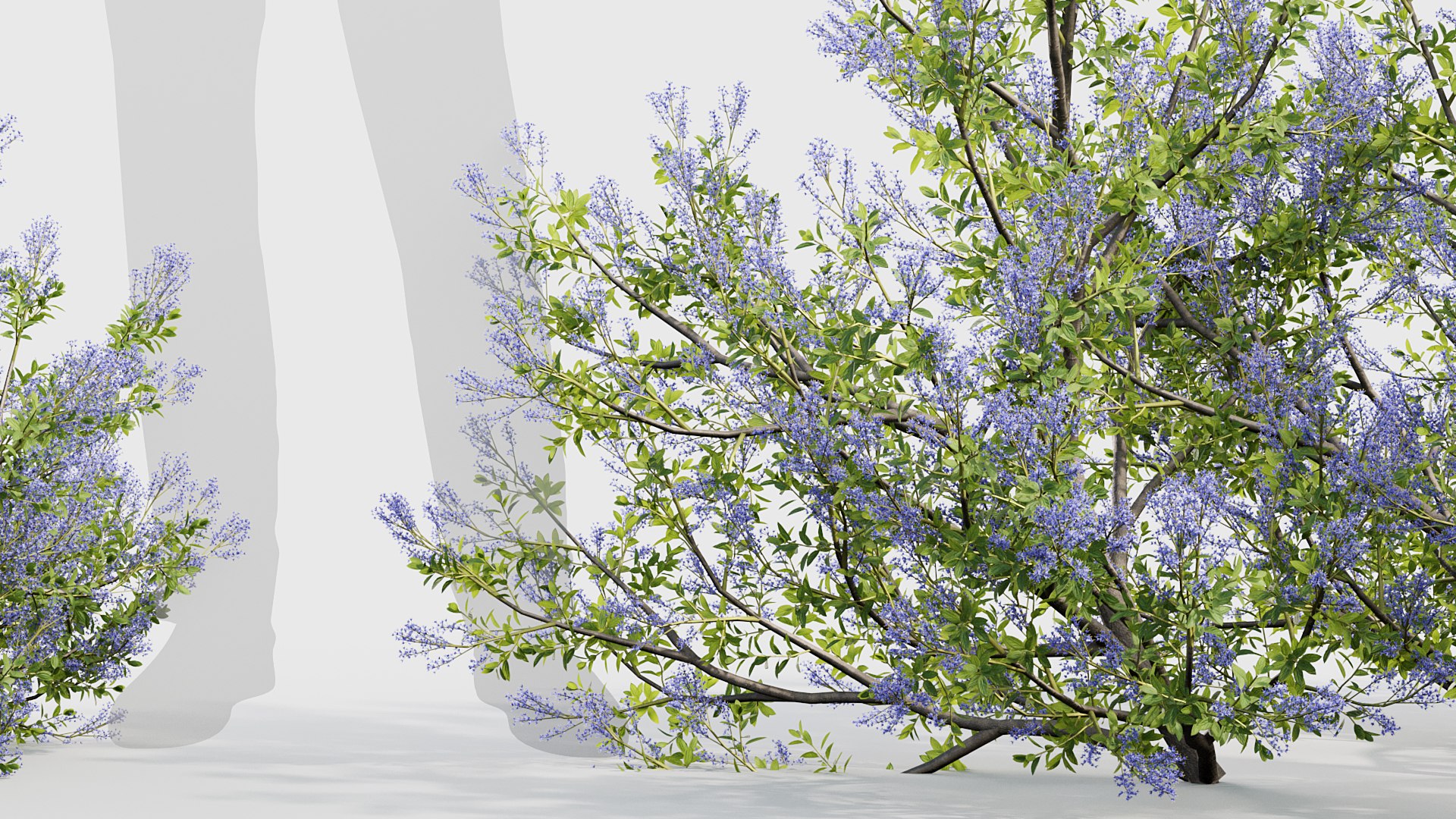 3D Californian lilac  Ceanothus spp https://p.turbosquid.com/ts-thumb/Z8/x7oWSC/OD/bc_pm_p017_californian_lilac_04/jpg/1691771611/1920x1080/fit_q87/d6bc5e4515cf55c274a59cd4db2e03a30c7fcf7d/bc_pm_p017_californian_lilac_04.jpg