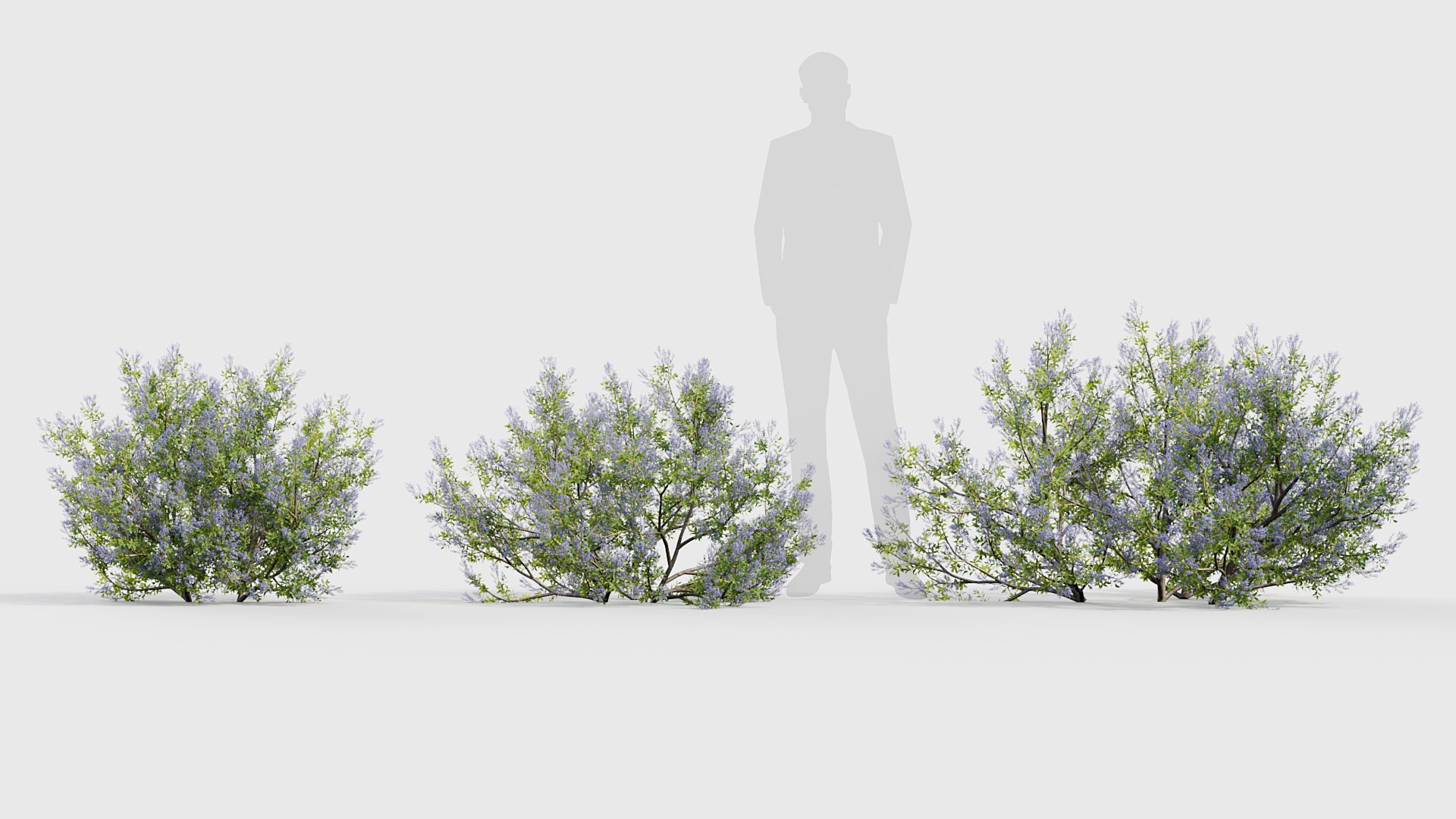 3D Californian lilac  Ceanothus spp https://p.turbosquid.com/ts-thumb/Z8/x7oWSC/oI/bc_pm_p017_californian_lilac_02/jpg/1691771600/1920x1080/fit_q87/75dc9beb7f18607174bcba861833a3a7d6fd5850/bc_pm_p017_californian_lilac_02.jpg