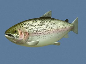 rainbow trout max