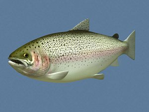 Rainbow trout