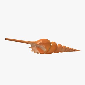 Snail Shell
