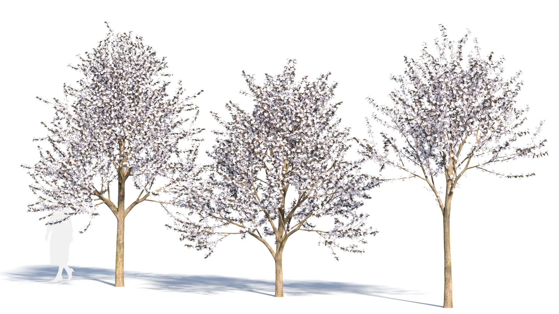 3D model Prunus cerasifera tree b https://p.turbosquid.com/ts-thumb/Z9/PuTAMp/HL/prunus_cerasifera_23/jpg/1693620330/1920x1080/fit_q87/df451311130b966e079fa64b0b1c8fc99eb42063/prunus_cerasifera_23.jpg